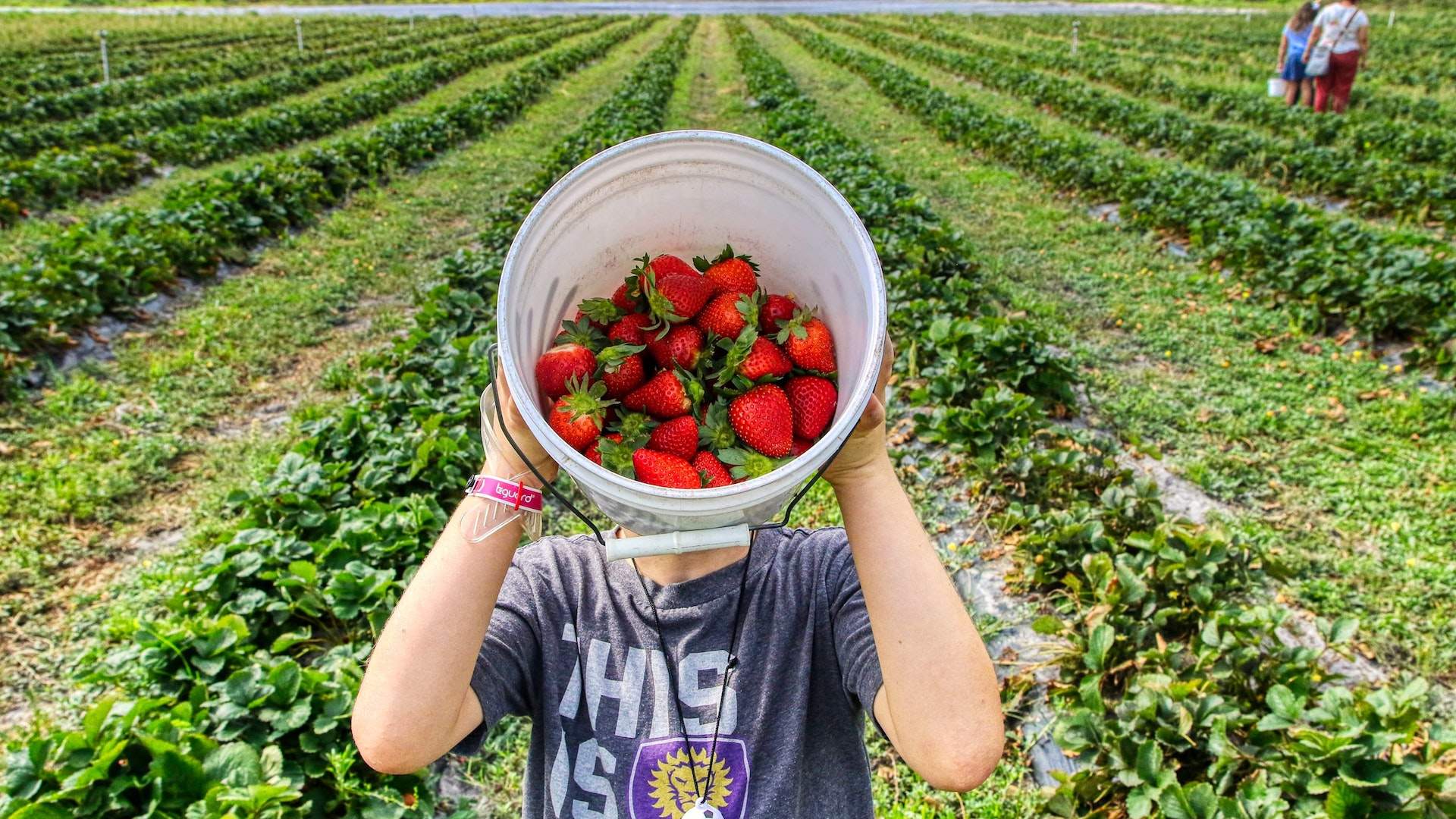 The Best Places Where You Can Pick Your Own Summer Berries in Auckland